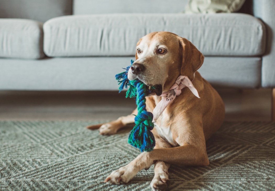 Comfort is the key & The perfect crate essential