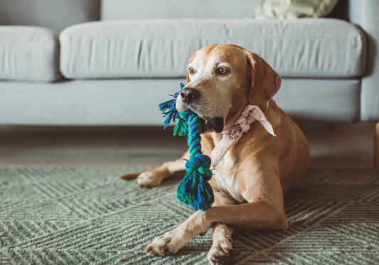 Comfort is the key & The perfect crate essential